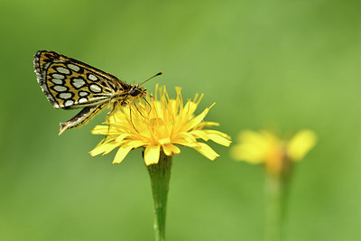BUITEN BEELD Foto: 299363