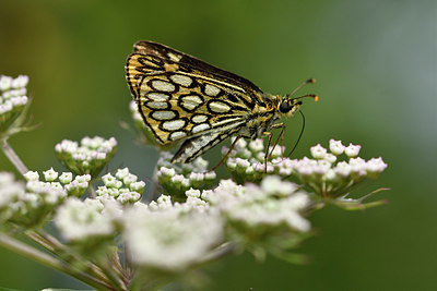 BUITEN BEELD Foto: 299365