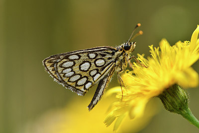 BUITEN BEELD Foto: 299366