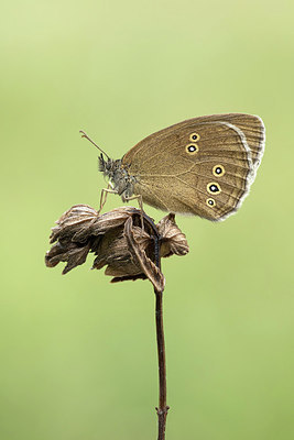 BUITEN BEELD Foto: 299402