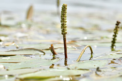 BUITEN BEELD Foto: 299425