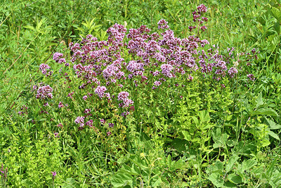 BUITEN BEELD Foto: 299435