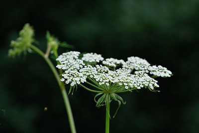 BUITEN BEELD Foto: 299441