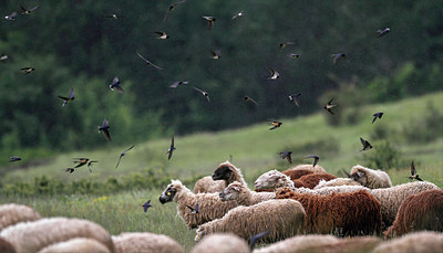 BUITEN BEELD Foto: 299479