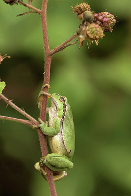 BUITEN BEELD Foto: 299485
