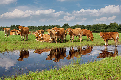 BUITEN BEELD Foto: 299501