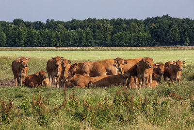 BUITEN BEELD Foto: 299523
