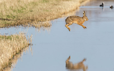 BUITEN BEELD Foto: 299536