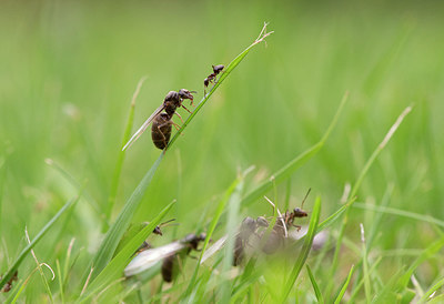 BUITEN BEELD Foto: 299553