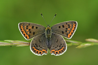 BUITEN BEELD Foto: 299563