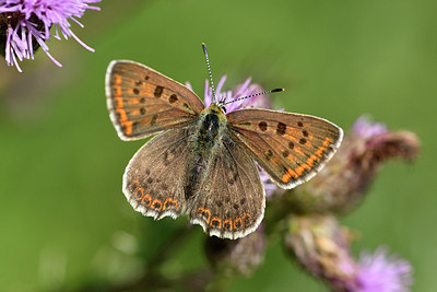 BUITEN BEELD Foto: 299566