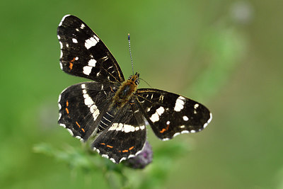 BUITEN BEELD Foto: 299572