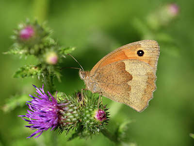 BUITEN BEELD Foto: 299573