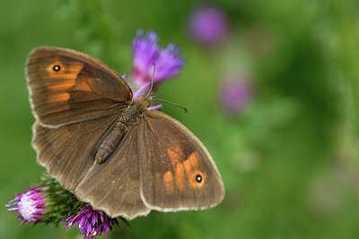 BUITEN BEELD Foto: 299574