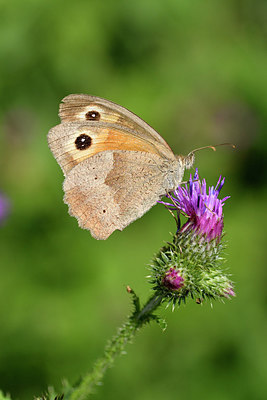 BUITEN BEELD Foto: 299575