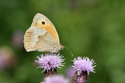 BUITEN BEELD Foto: 299576