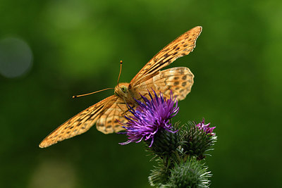 BUITEN BEELD Foto: 299580