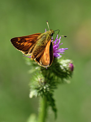 BUITEN BEELD Foto: 299581
