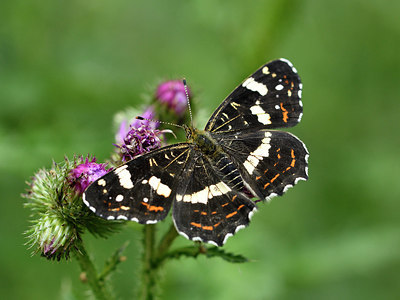 BUITEN BEELD Foto: 299582