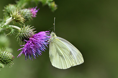 BUITEN BEELD Foto: 299591