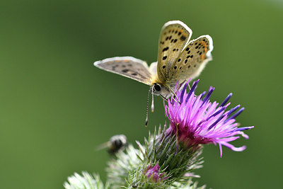 BUITEN BEELD Foto: 299594