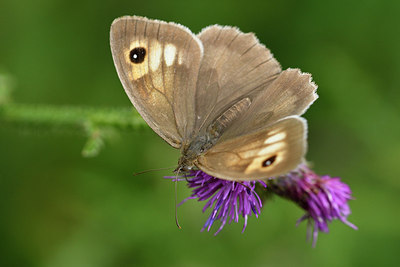 BUITEN BEELD Foto: 299596