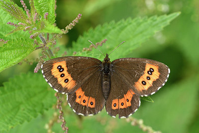 BUITEN BEELD Foto: 299598