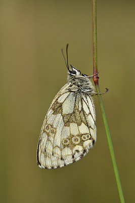 BUITEN BEELD Foto: 299602