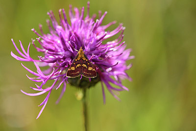 BUITEN BEELD Foto: 299604
