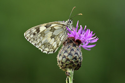 BUITEN BEELD Foto: 299606