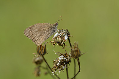 BUITEN BEELD Foto: 299607