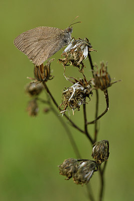 BUITEN BEELD Foto: 299608