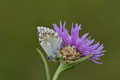 BUITEN BEELD Foto: 299610