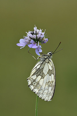 BUITEN BEELD Foto: 299613