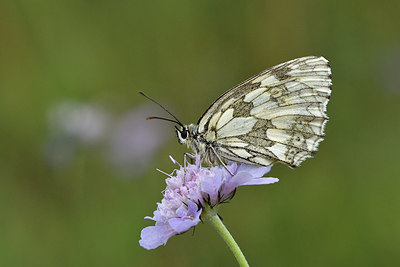 BUITEN BEELD Foto: 299614
