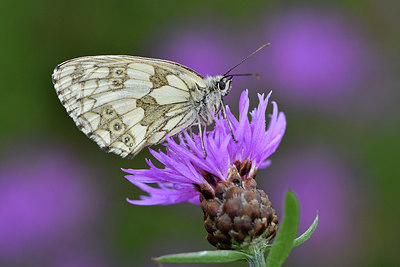 BUITEN BEELD Foto: 299620