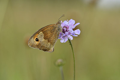 BUITEN BEELD Foto: 299622