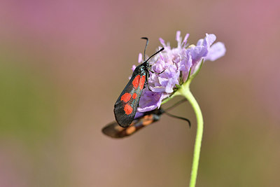 BUITEN BEELD Foto: 299623