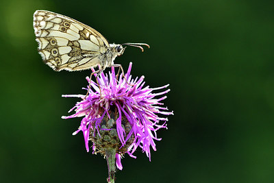 BUITEN BEELD Foto: 299625
