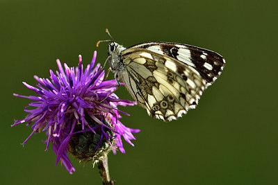 BUITEN BEELD Foto: 299626