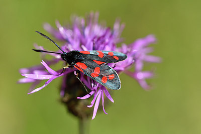 BUITEN BEELD Foto: 299628