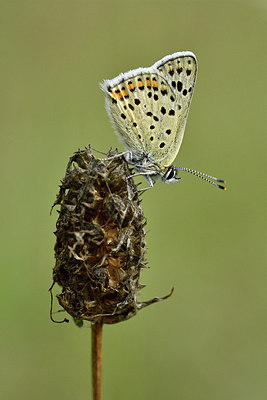 BUITEN BEELD Foto: 299631