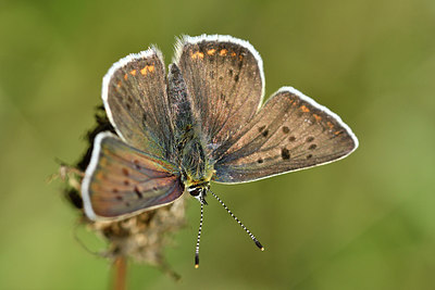 BUITEN BEELD Foto: 299632