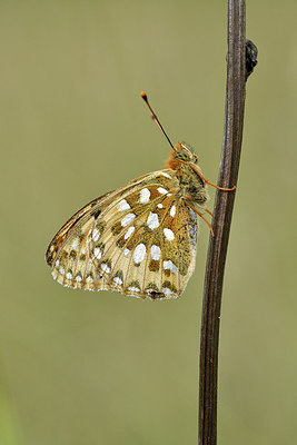 BUITEN BEELD Foto: 299633