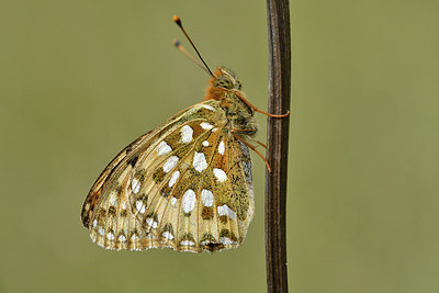 BUITEN BEELD Foto: 299634