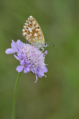 BUITEN BEELD Foto: 299638