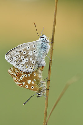 BUITEN BEELD Foto: 299643