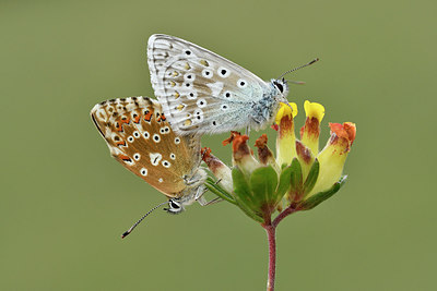 BUITEN BEELD Foto: 299644