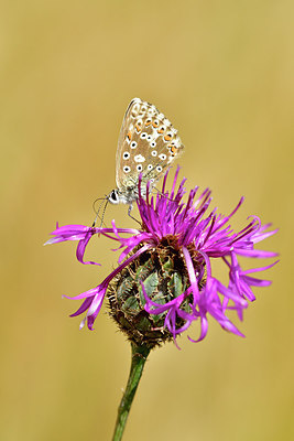 BUITEN BEELD Foto: 299648