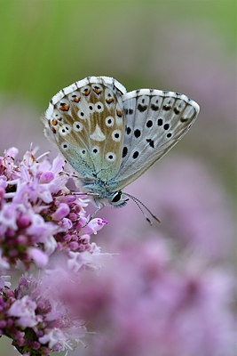 BUITEN BEELD Foto: 299650